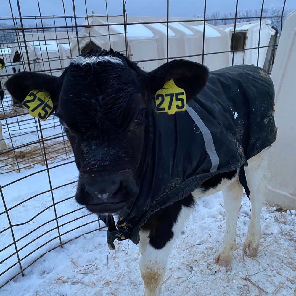 Meet your Posher, Morgan